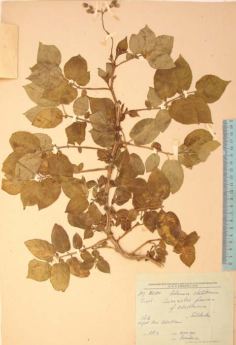 S. tuberosum sebastianum Holotype 2034